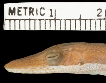 Media type: image;   Herpetology R-64510